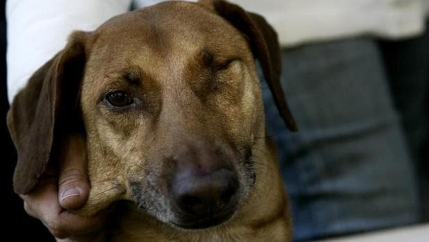 Dos vecinos de Negreira (A Coruña) son investigados por la muerte de tres cachorros