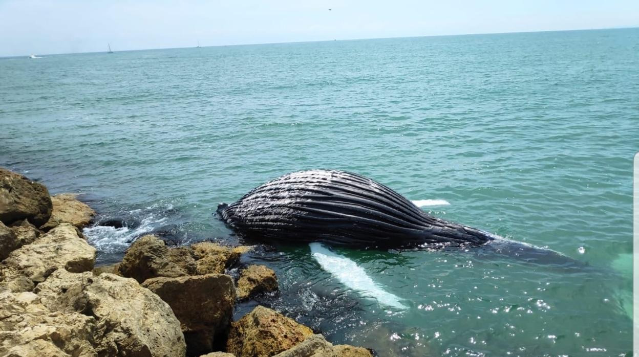 El cadáver de la cría de ballena, varado en el puerto de Gandía