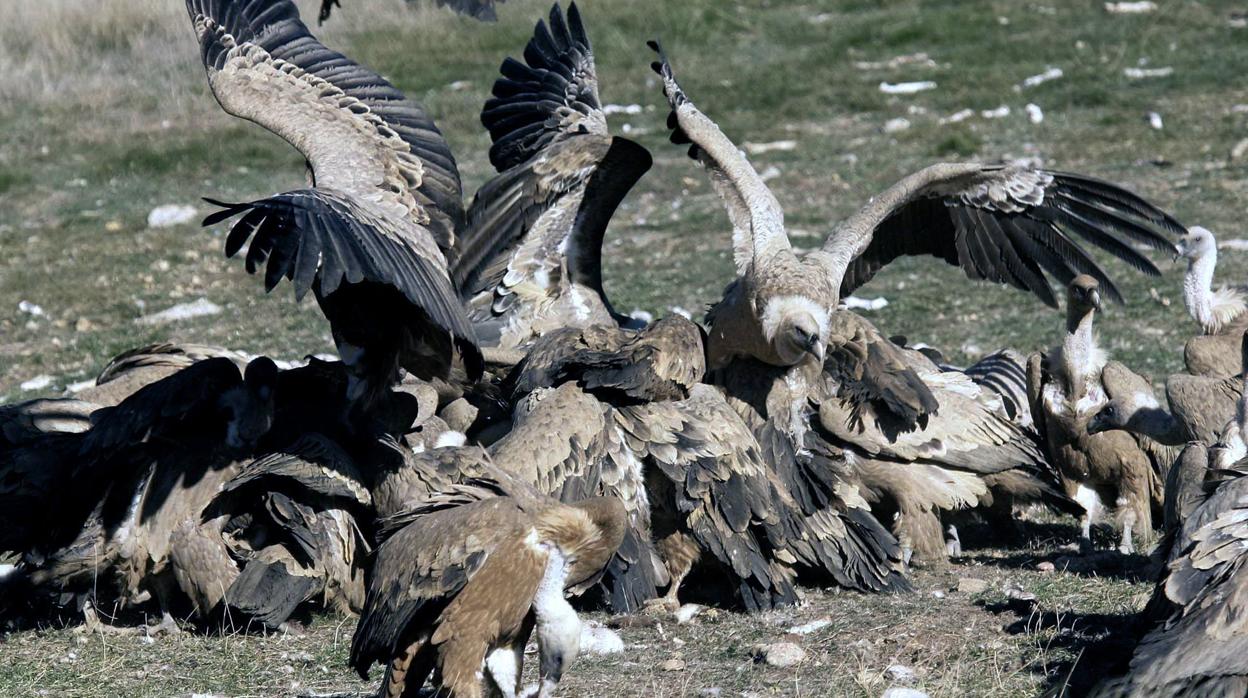 Imagen de archivo de un grupo de buitres disputándose el cadáver de un animal