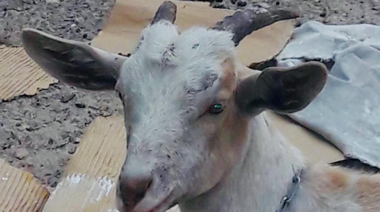 La cabra encontrada en la avenida Pío XII de Valencia