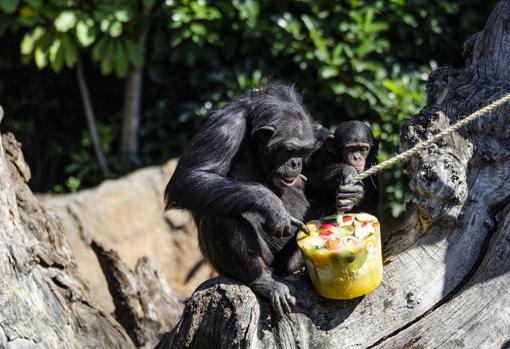 Dos chimpancés degustando su helado de frutas