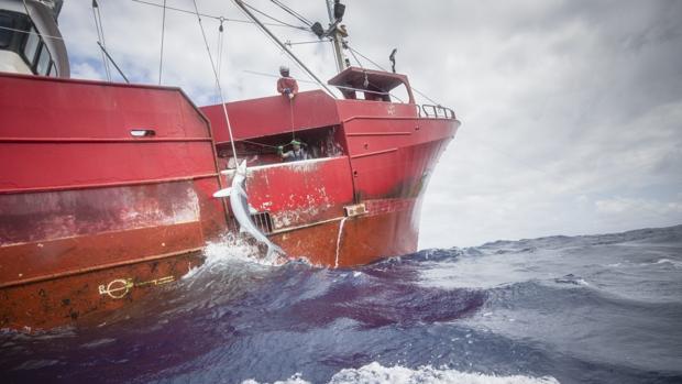 Un barco gallego denuncia el hostigamiento de Greenpeace en la pesca del tiburón