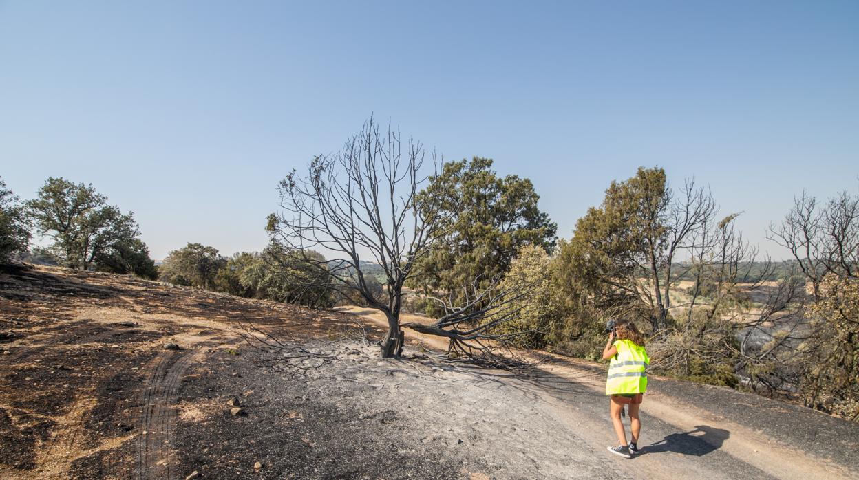 Estado en que ha quedado el paraje donde se halla la urbanización de Montesión