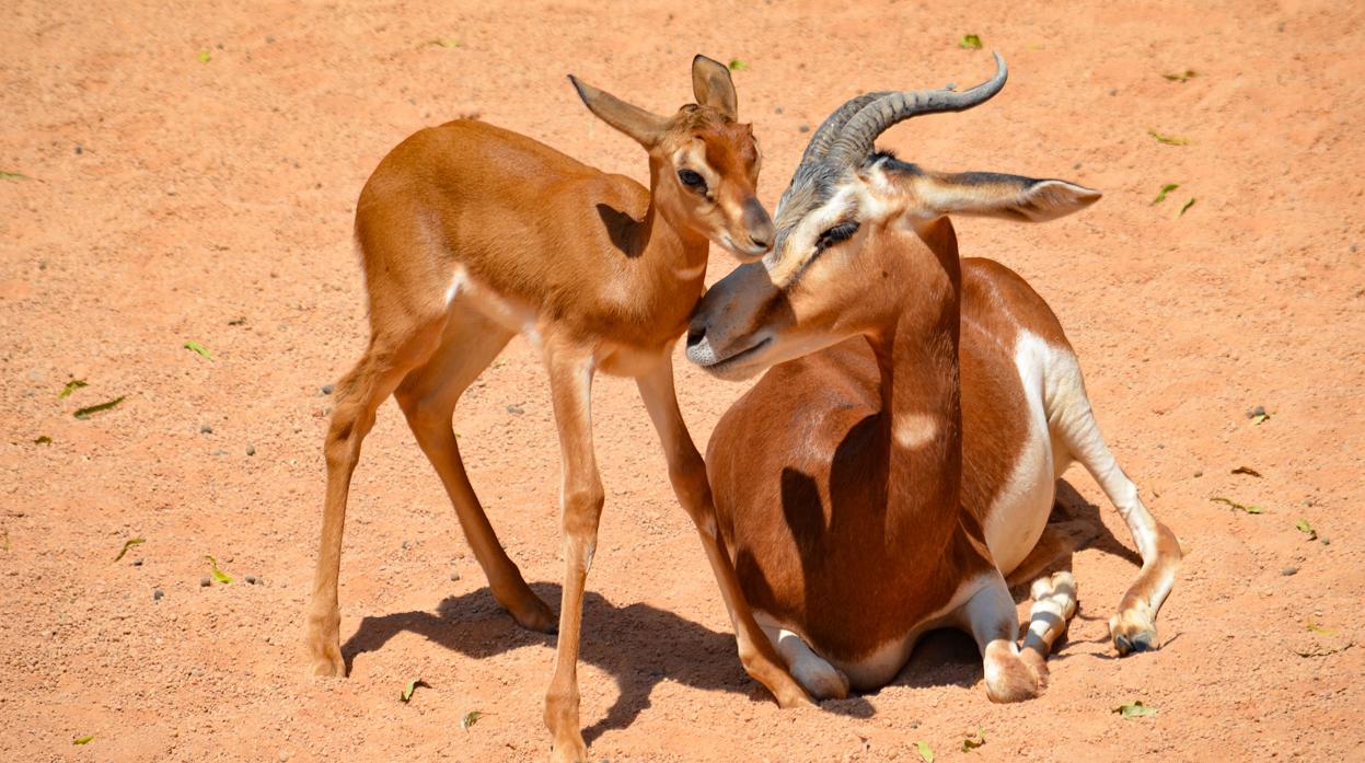 Imagen de una cría de gacela con su madre