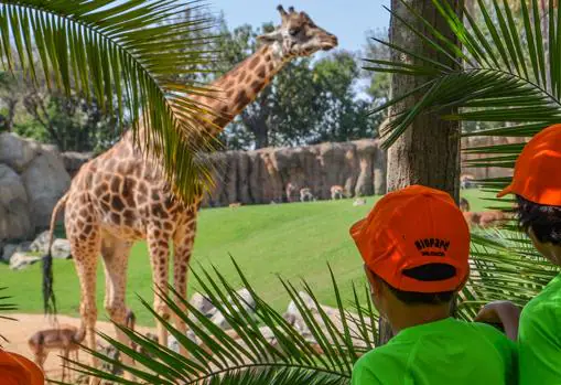 Imagen de los niños observando una de las jirafas de BIOPARC Valencia