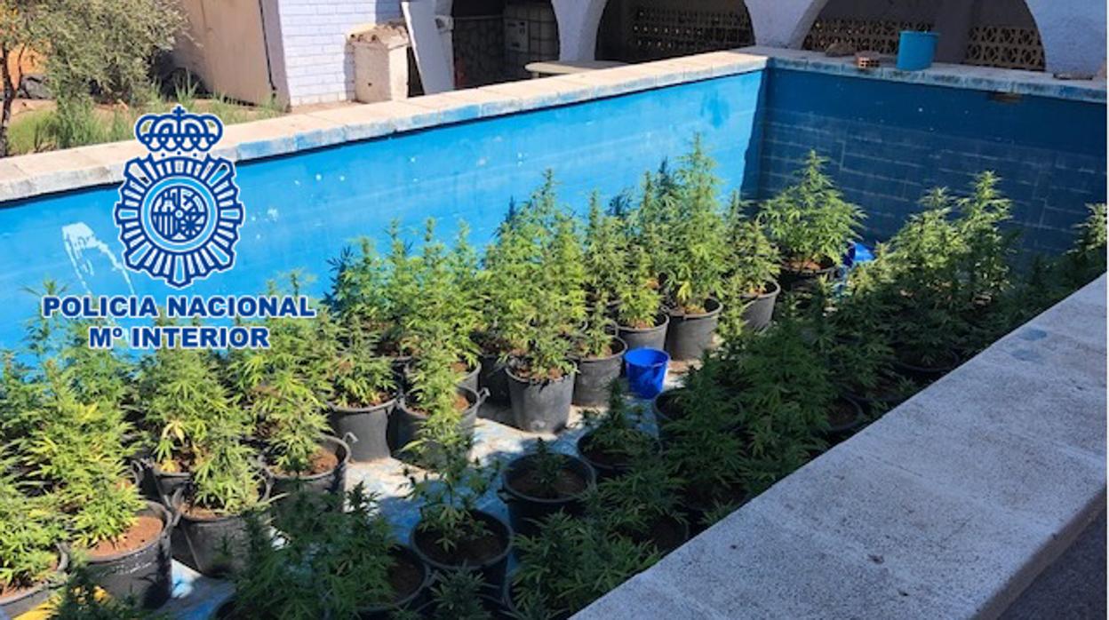 Imagen de las plantas de marihuana detectadas por la Policía Nacional en una piscina en Castellón