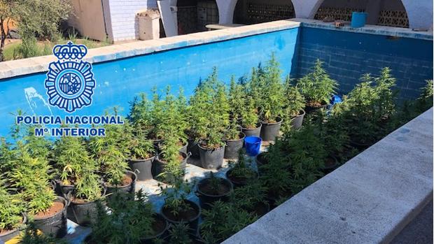 Lo último para ocultar alijos de droga: llenan piscinas de marihuana