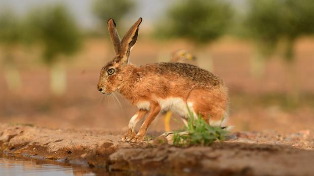 Asaja pide un protocolo de alerta y seguimiento de los casos de tularemia