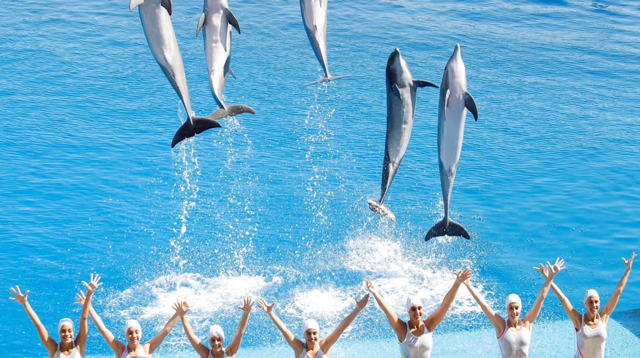 Imagen del grupo de nadadoras junto con los delfines del Oceanográfic