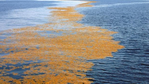 La corriente de Canarias y las macroalgas: 20 millones de toneladas de apestosa hierba flotando en el Atlántico