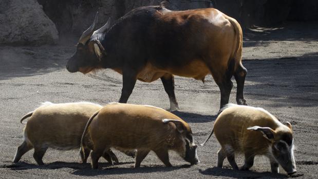 Un potamoquero y dos búfalos rojos se incorporan en la selva africana de Bioparc Valencia