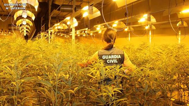 Golpe al narcotráfico en Zaragoza: cae una banda con tres plantaciones industriales de marihuana