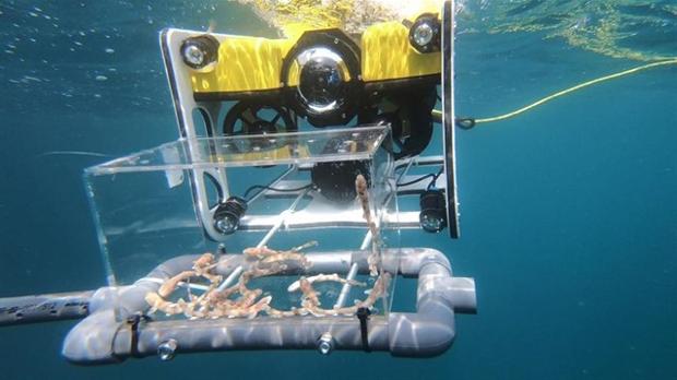 El Oceanogràfic de Valencia libera crías de tiburón en las aguas de Cartagena