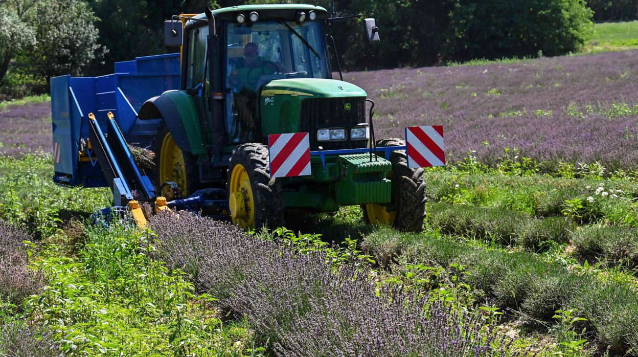 Imagen de un tractor cosechando en un campo de lavanda