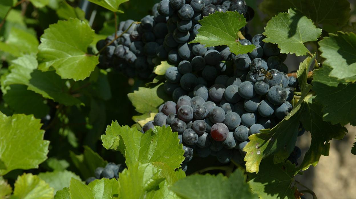 En la D.O. bilbilitana, la variedad mayortiaria de uva es la garnacha tinta