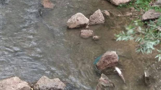 Investigan la muerte de cientos de peces en el cauce del río Esgueva a su paso por Valladolid