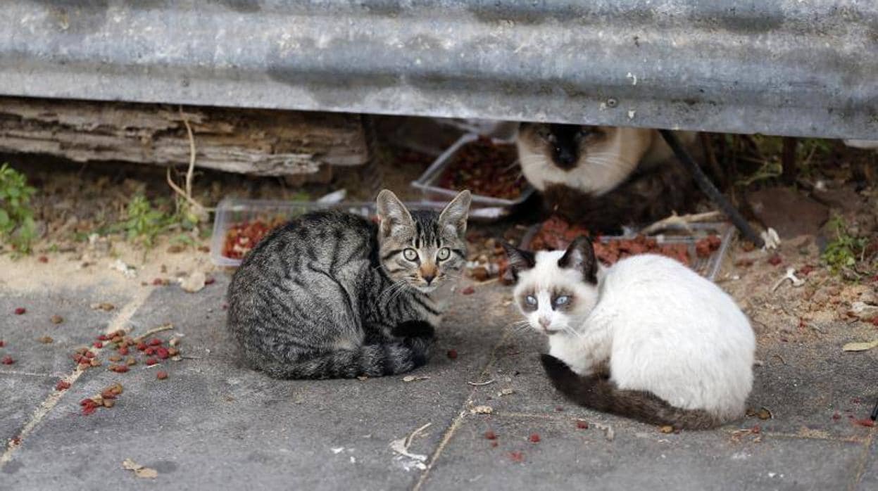 Imagen de unos gatos callejeros en Córdoba