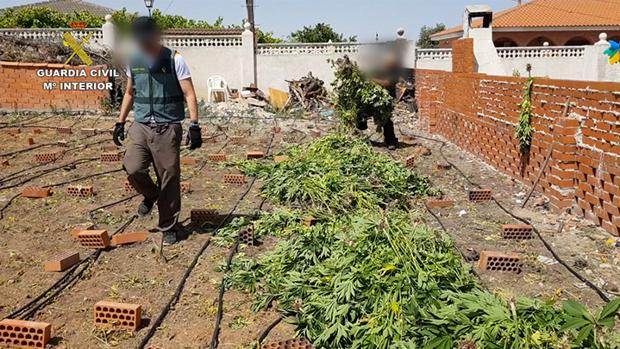 La Guardia Civil desmantela una plantación de marihuana en Palomeque