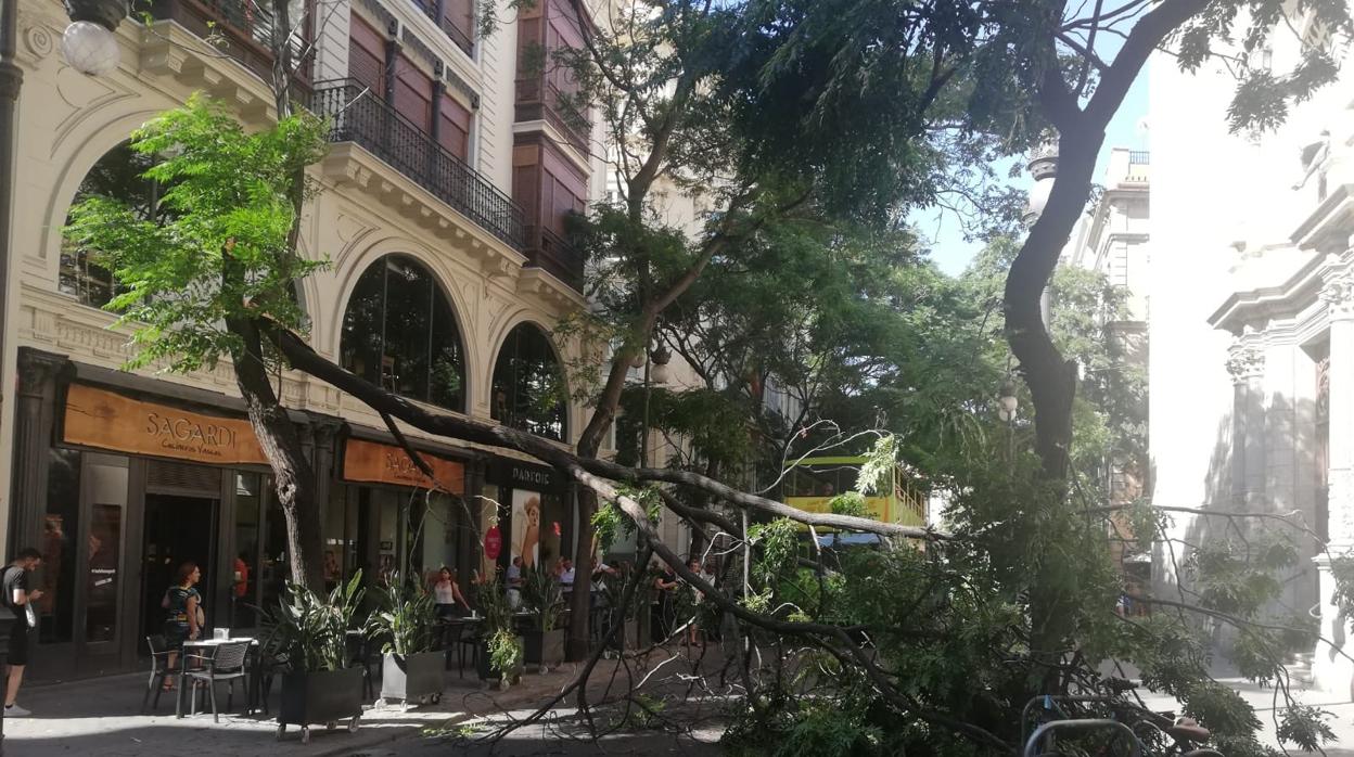 El árbol caído en la calle Sant Vicent Màrtir, este sábado