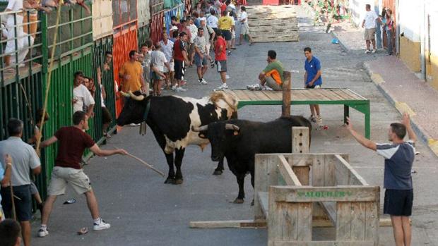 Desaparece un toro tras escapar de las fiestas en Sagunto y caer al río