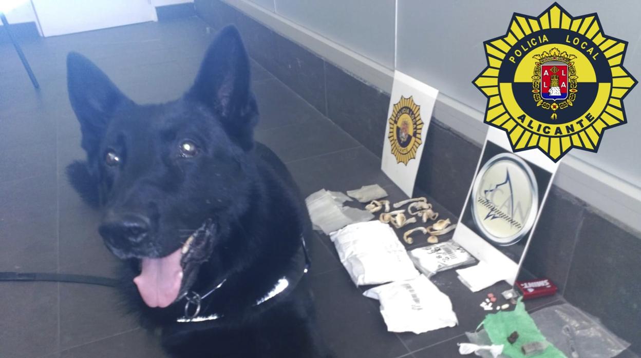 El perro de la Unidad Canina de la Policía Local de Alicante, junto a la droga intervenida