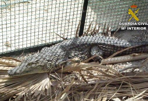 Otro delos animales hallados en la operación