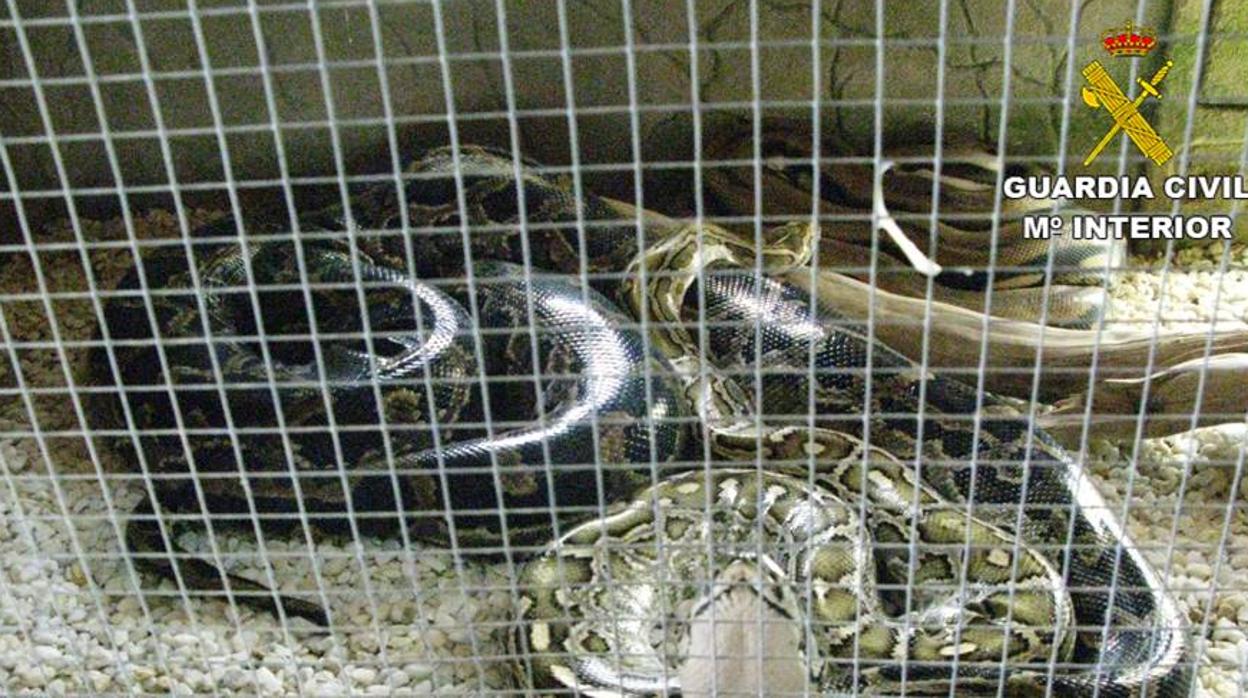 Varios reptiles en uno de los criaderos ilegales descubiertos por la Guardia Civil