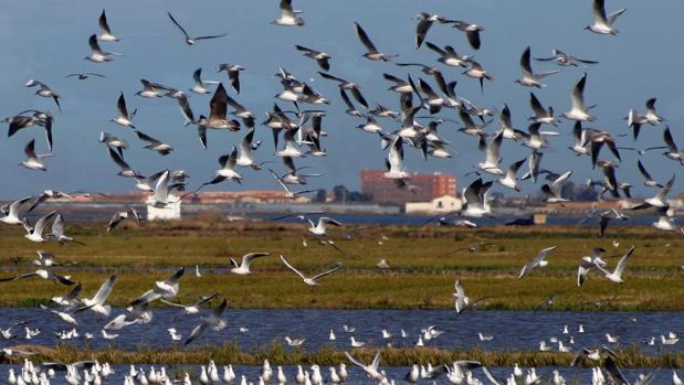 Más de 600 aves muertas y veintiuna especies afectadas por el brote de botulismo en La Albufera