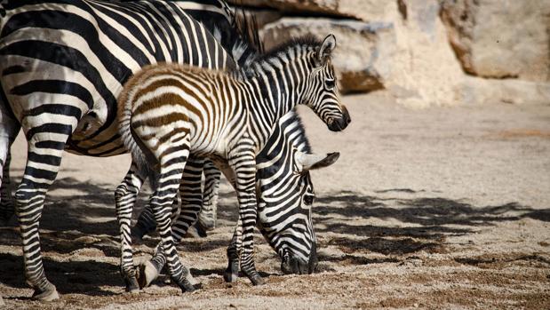 Nace el primer potro de cebra del año en el Bioparc Valencia