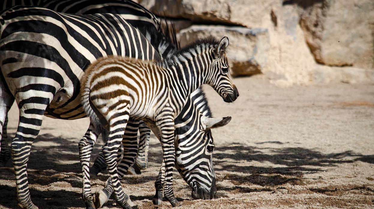 Imagen del nuevo potro de cebra del Bioparc de Valencia