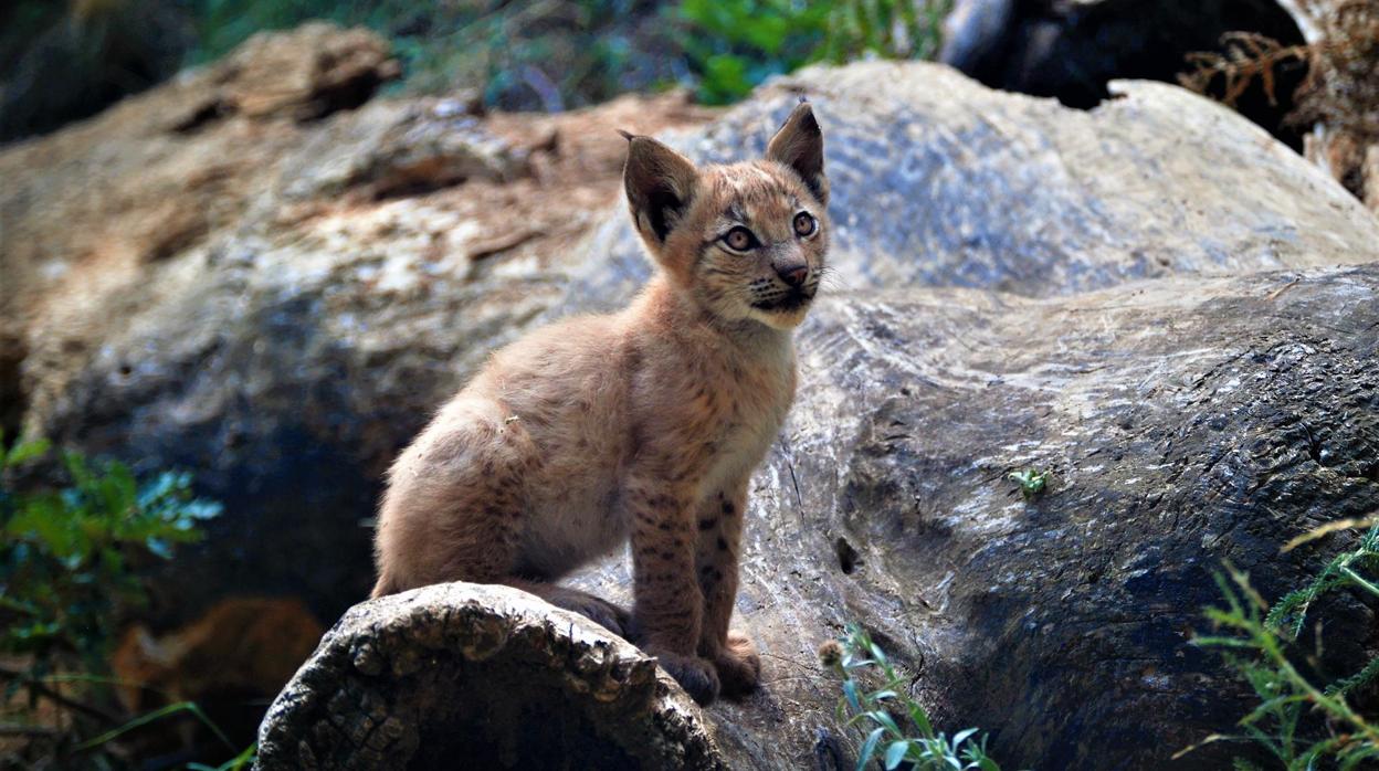 Imagen del ejemplar de lince europe nacido en el Pirineo