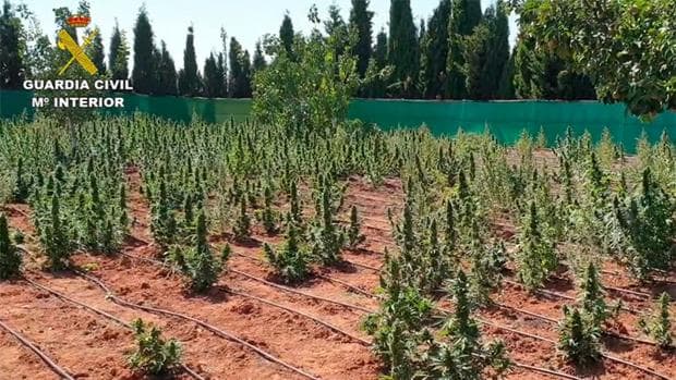 Cinco detenidos en Ciudad Real por el cultivo de 4.400 plantas de marihuana