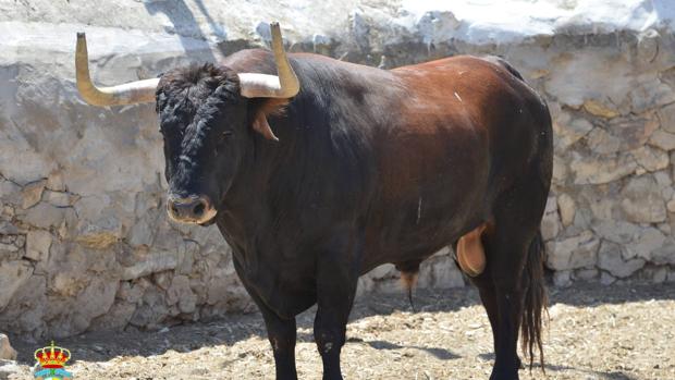 Una mini Pamplona a orillas del río Tajo