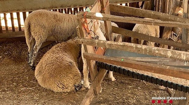 Seis personas denunciadas por el sacrificio irregular de corderos en Tarragona