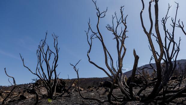 Descartan que el incendio de La Granja se iniciara por el mal cuidado de la zona