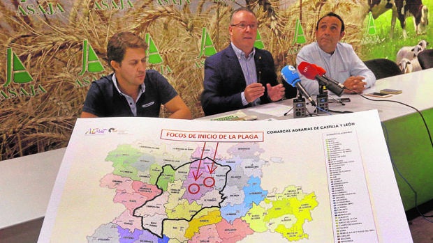 Asaja denuncia que la plaga de topillos afecta ya a casi el 20% de la Comunidad