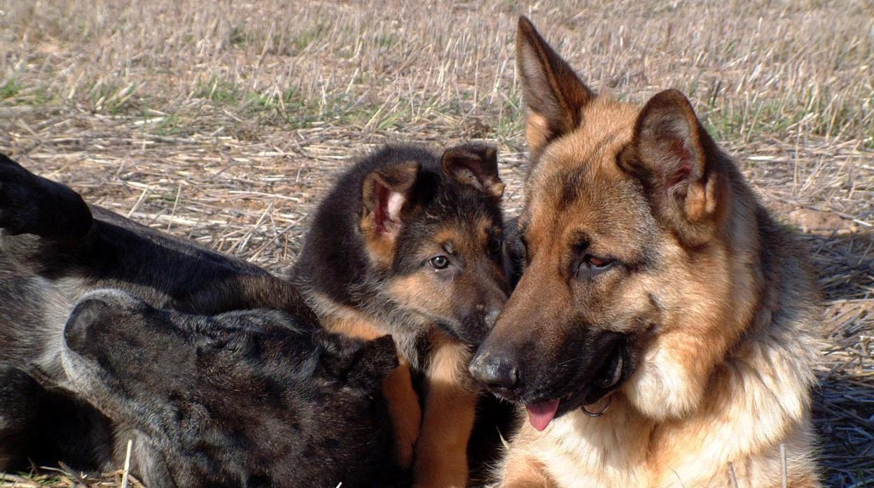 La Guardia Civil de Teruel ha rescatado a seis cachorros de pastor alemán