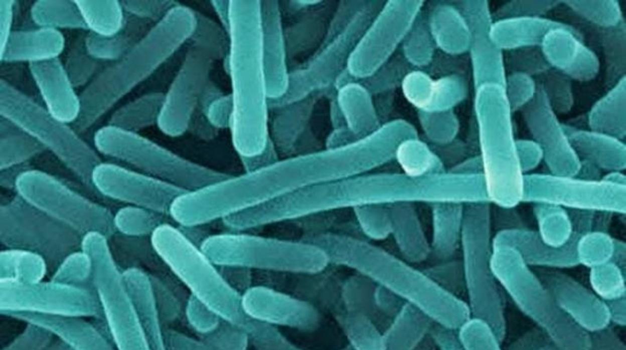 Bacteria listeria