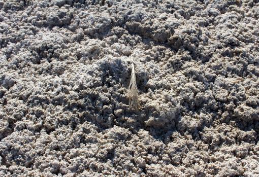 La tierra y el barro ha ocupado el lugar del agua en las lagunas