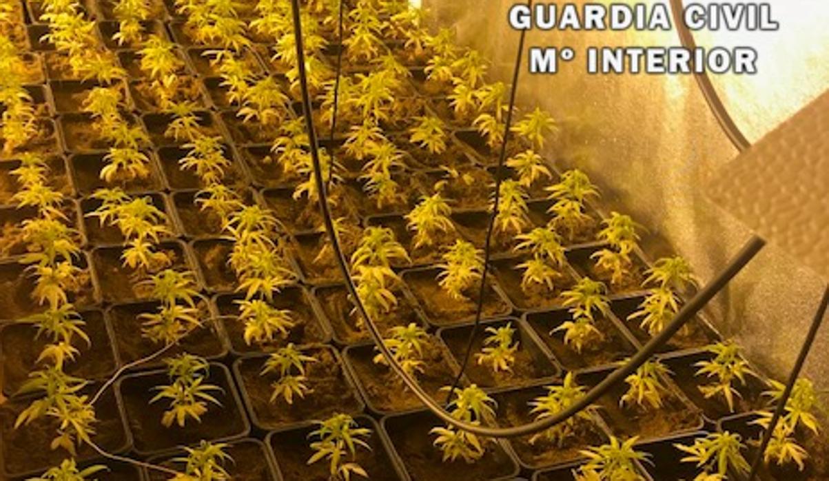 Las plantas de marihuana , en fase de crecimiento