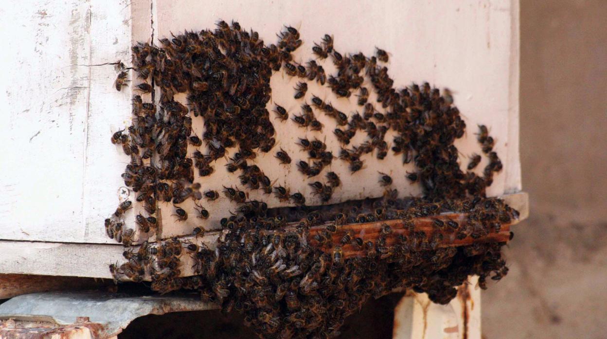 Un enjambre de abejas en una imagen de archivo