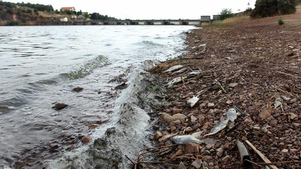 Aparecen peces muertos en tres embalses y pantanos de Castilla-La Mancha