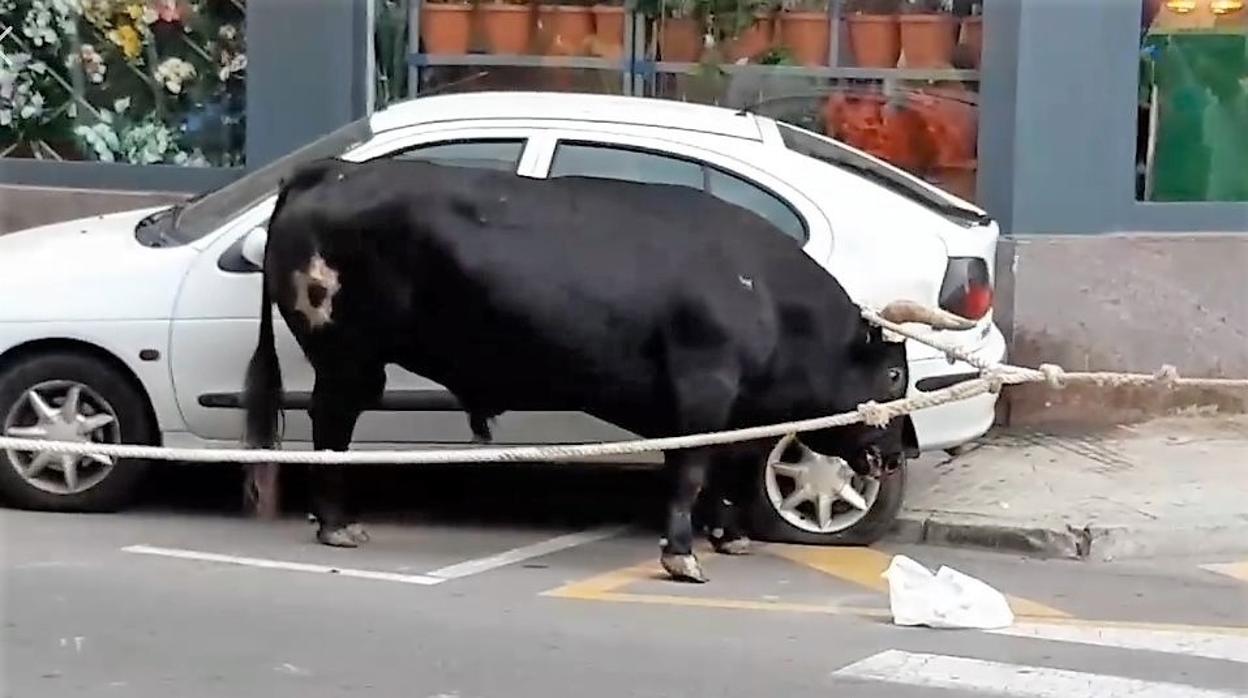 Imagen del festejo denunciado porque había coches