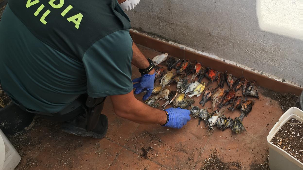 Imagen de los pájaros muertos que se ha encontrado la Guardia Civil durante el registro domiciliario