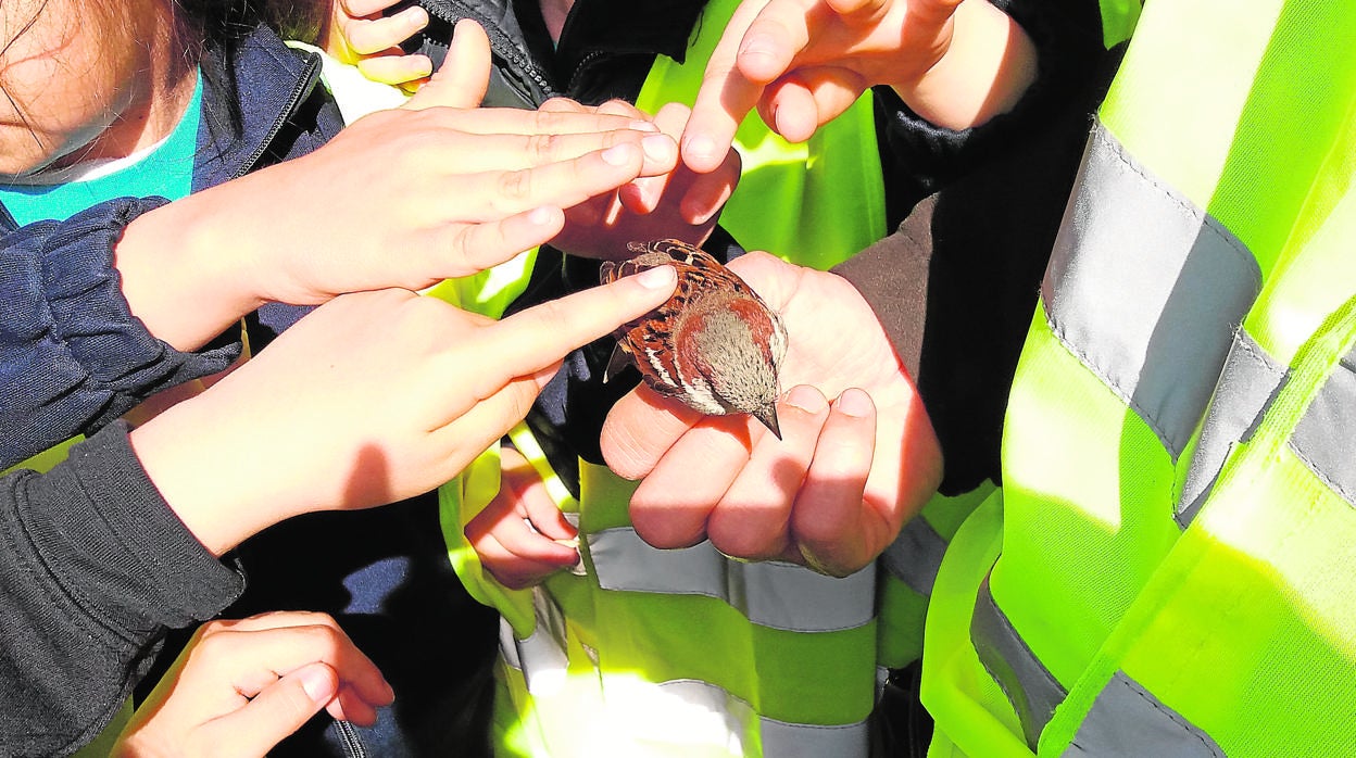 Anillamiento de aves en la EDAR de Palencia