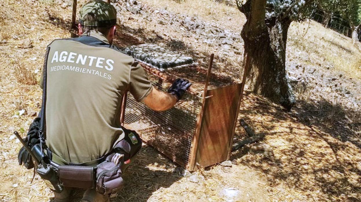 Una de las jaulas incautadas por los agentes medioambientales