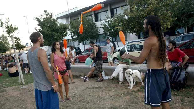 Una perra resulta intoxicada por marihuana tras dar un paseo por la zona de festivales de Benicasim