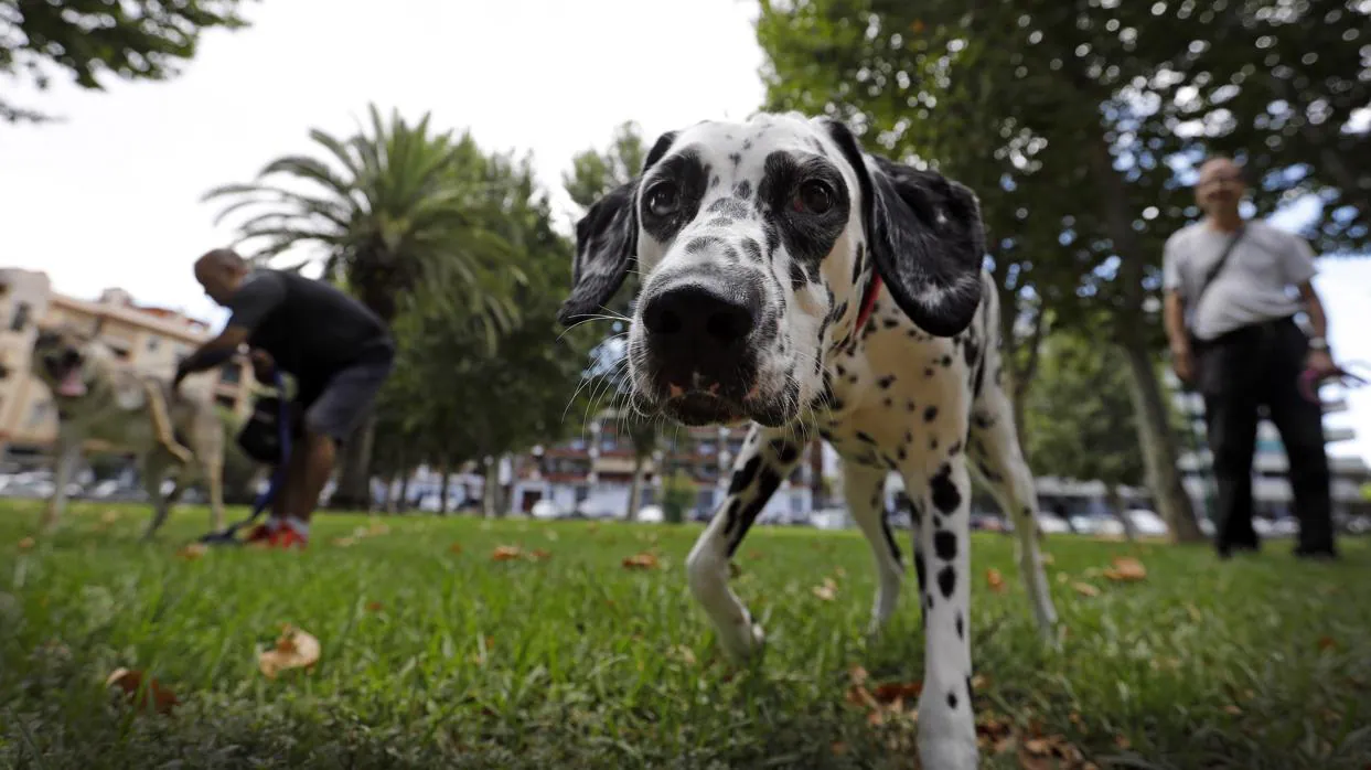 Un perro pasea en un parque, en una imagen de archivo