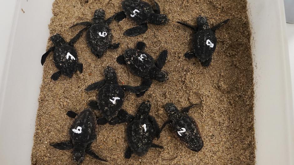 Nacen en el Oceanogràfic nueve tortugas del nido que apareció en una playa de Castellón