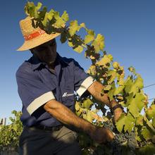 Decimoquinta vendimia en la cantera restaurada de Cemex en Yepes